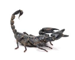 Scorpion Pandinus imperator isolated on white background photo