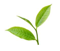 tea leaf isolated on white background photo