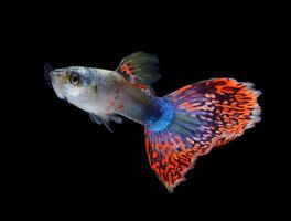 Beautiful Guppy Isolated on Black Background photo