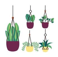 Isolated hanging houseplants inside pots vector design