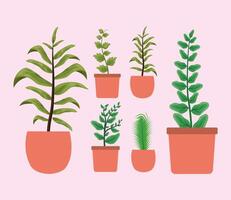 Isolated houseplants inside pots vector design