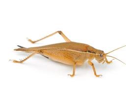 grasshopper isolated on white background photo