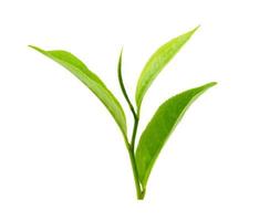 Green tea leaf isolated on white background photo
