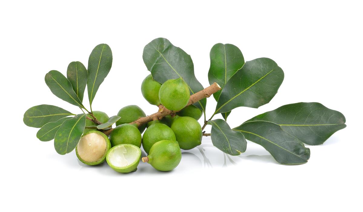 Macadamia Tree Stock Photos, Images and Backgrounds for Free Download
