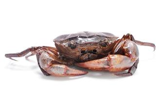 crab isolated on white background photo