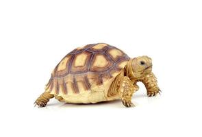 turtle on over white background photo