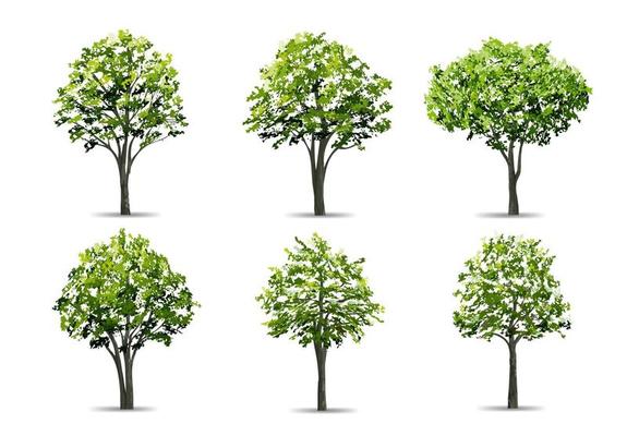 Collection of realistic tree isolated on white background. Natural object for landscape design, park and outdoor graphic. Vector.
