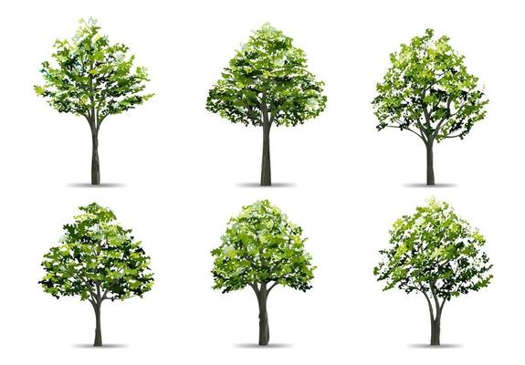 Collection of realistic tree isolated on white background. Natural object for landscape design, park and outdoor graphic. Vector.