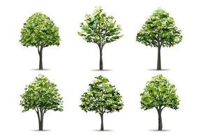 Collection of realistic tree isolated on white background. Natural object for landscape design, park and outdoor graphic. Vector. vector