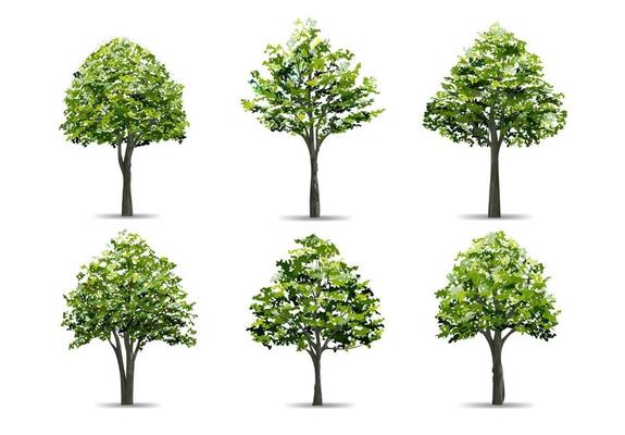 Collection of realistic tree isolated on white background. Natural object for landscape design, park and outdoor graphic. Vector.
