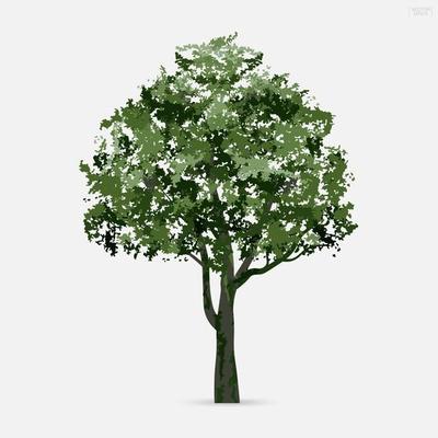 Tree isolated on white background. Use for landscape design, architectural decorative. Park and outdoor object idea. Vector.