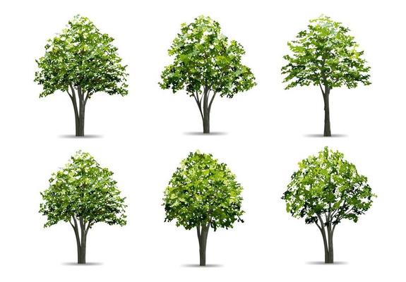 Collection of realistic tree isolated on white background. Natural object for landscape design, park and outdoor graphic. Vector.