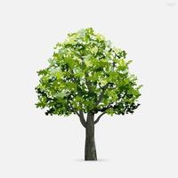 Tree isolated on white background. Use for landscape design, architectural decorative. Park and outdoor object idea. Vector. vector