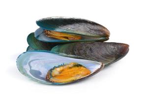 mussel on white background photo