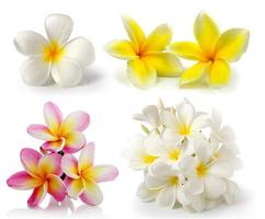 frangipani flower isolated on white on white background photo