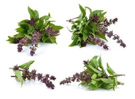 Sweet Basil on white background photo