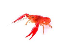 Red crawfish on white background photo