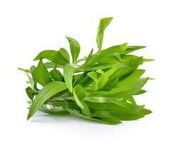 Tarragon herbs on white background photo