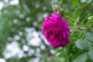 rosa en el jardín foto