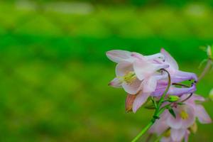 flores de aquilegia: una hermosa planta herbácea. foto