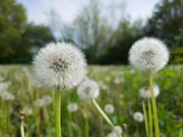 Green field of dandelions covered with dense seeds.