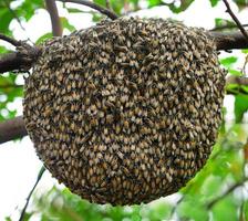 gran enjambre de abejas en el árbol foto