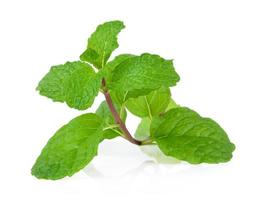 mint leaf on white background photo