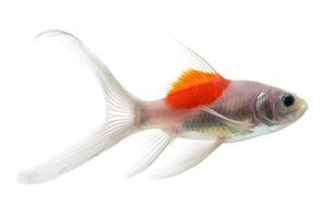 Gold fish Isolation on the white background photo