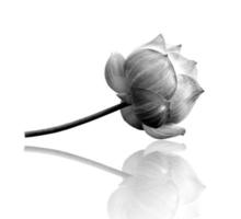 flor de loto en blanco y negro foto