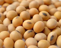 Closeup of soy beans photo