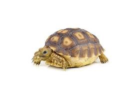 turtle on over white background photo