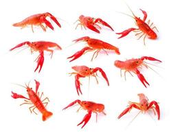 Red crawfish on white background photo