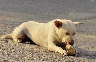 dog chewing big bone photo
