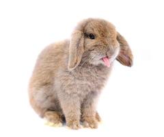 Lop rabbit on white background photo