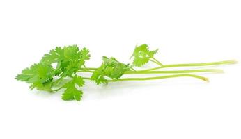 Fresh organic raw coriander leaf isolated on white background. Culinary aromatic herb. photo