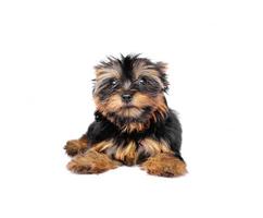 Yorkshire Terrier in front of a white background photo