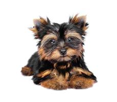 Yorkshire Terrier in front of a white background photo