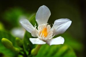 closeup white flowers photo