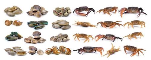 crab and enamel venus shell, Clam shellfish, Surf clam, mussel,  spotted babylon on white background photo