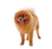 Pomeranian Spitz dog. Portrait on a white background photo