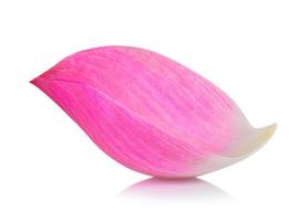 Closeup on lotus petal on white background photo