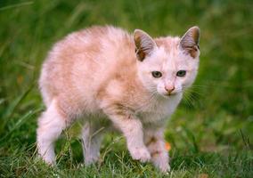 Young cat on green meadow photo