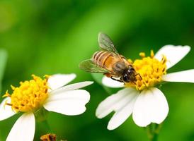 cerrar abejas en flor foto