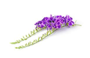 flores violetas, aisladas sobre fondo blanco foto