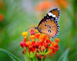 Butterfly on orange flower in the garden photo