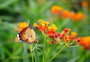 Butterfly on orange flower photo