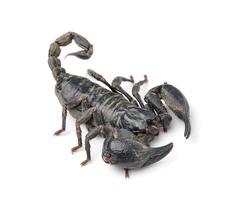 Scorpion isolated on white background photo