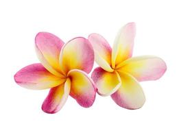 Frangipani flower isolated on white background photo