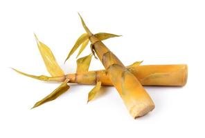 Bamboo shoot on white background photo