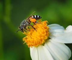 cerrar abejas en flor